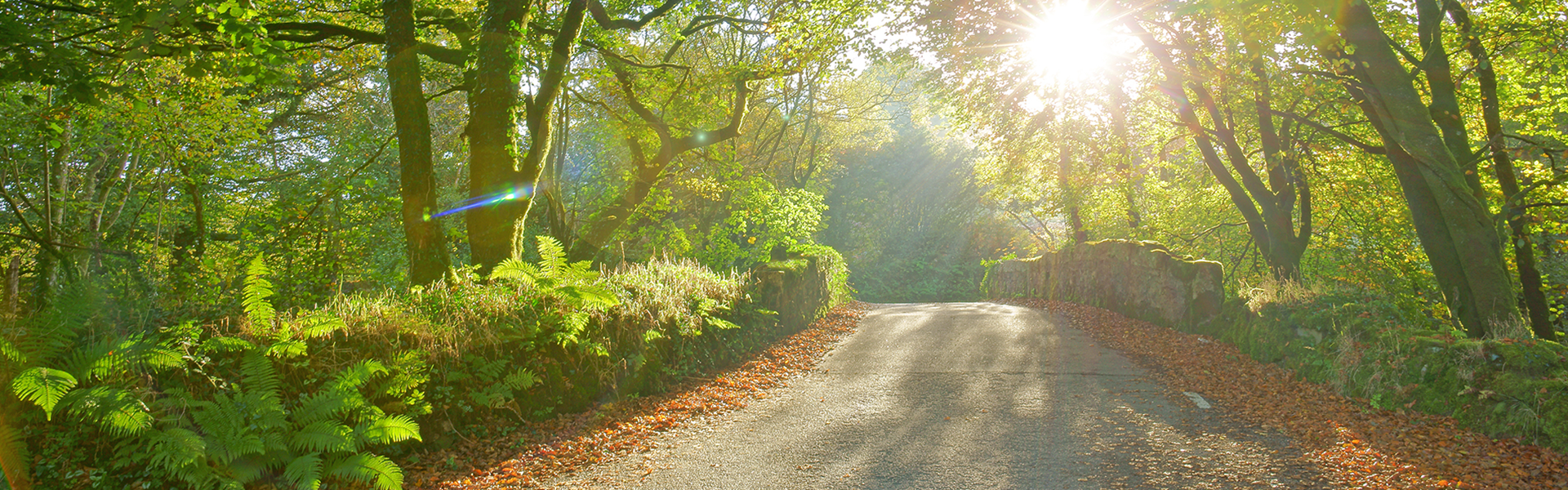 Narrow Country Lane