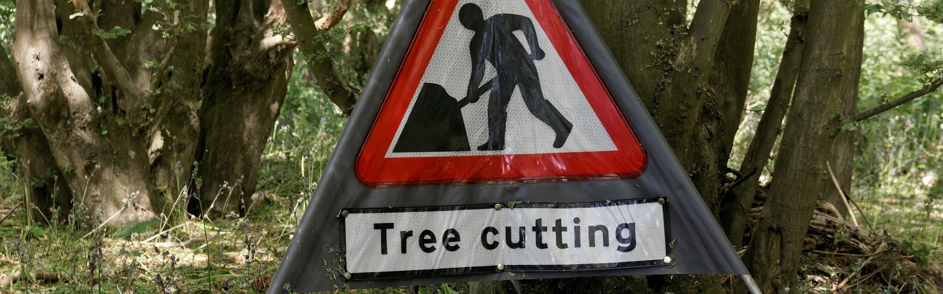 Tree cutting hazards