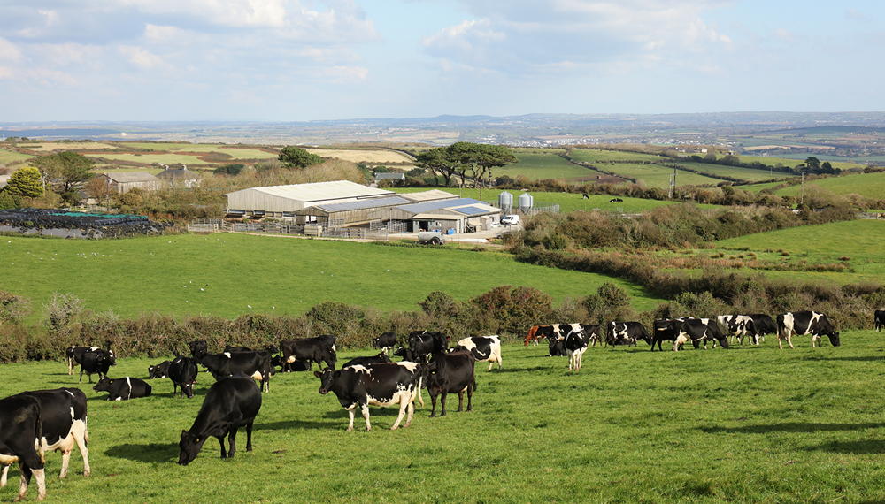 Trink Dairy cows in field with Trink milking parlour in background
