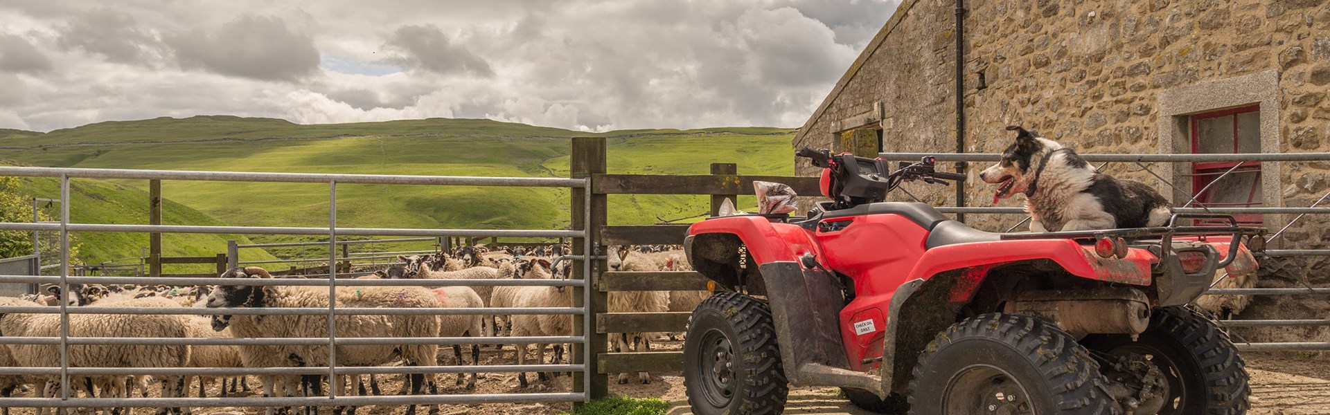 Quad Bike with a Farm Dog watching sheep to prevent theft