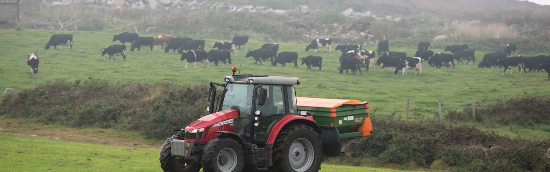Red Tractor In Field With Cows In Background