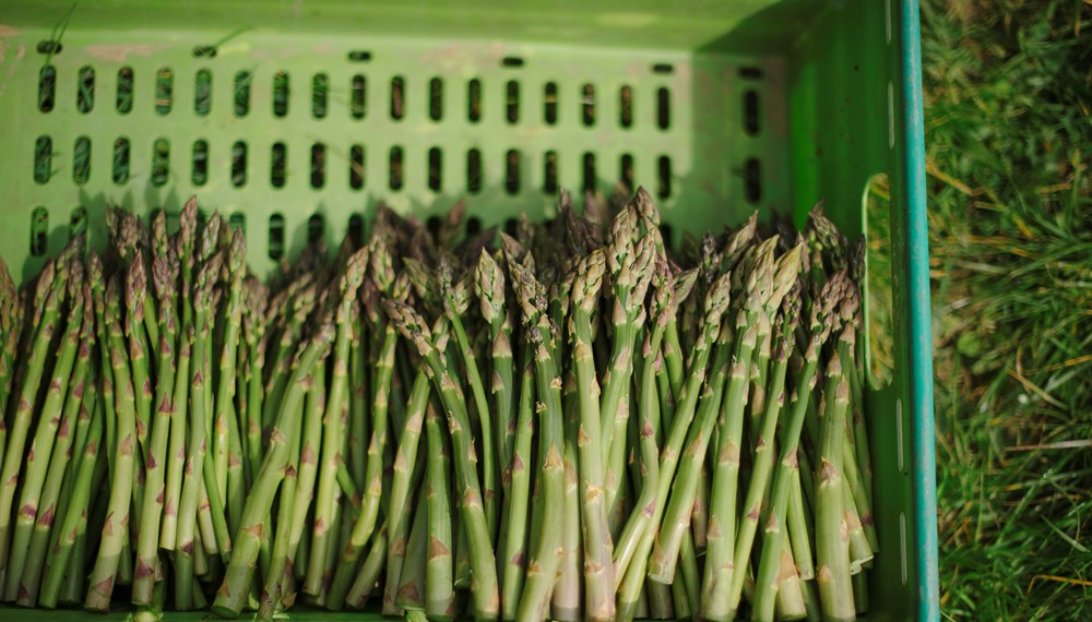 Bothen Hill Dorset Award Winning organic asparagus