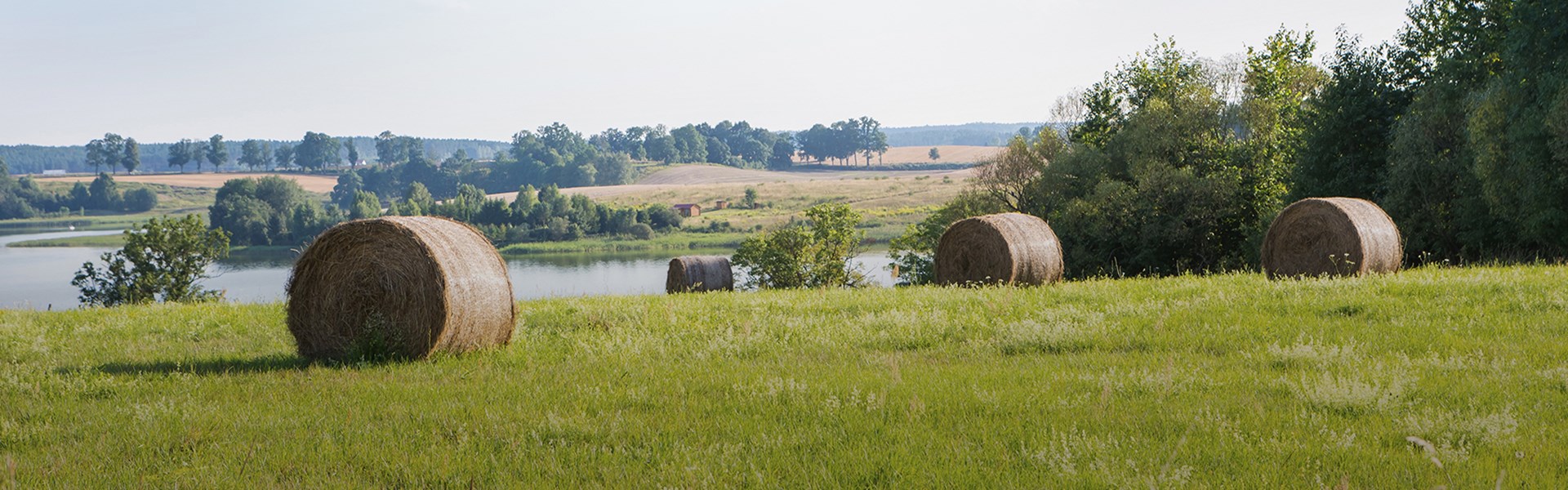 Haybales in a field