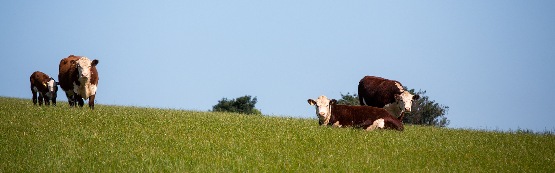 Cows Grazing In Field