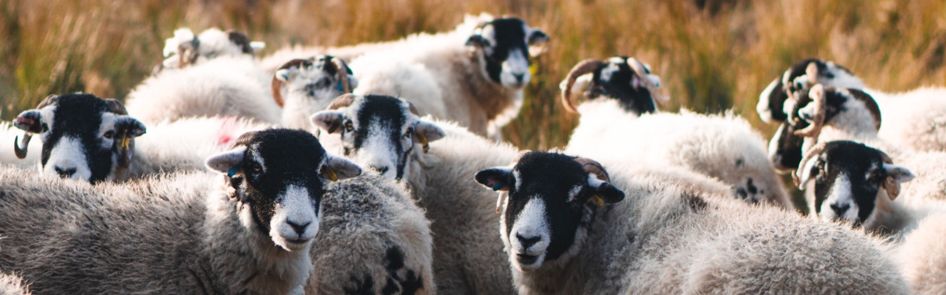 A Flock of Sheep In Field