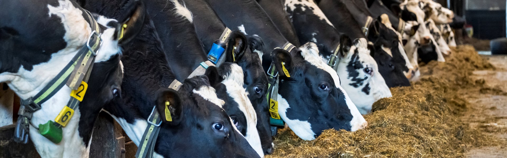 Dairy cows on farm