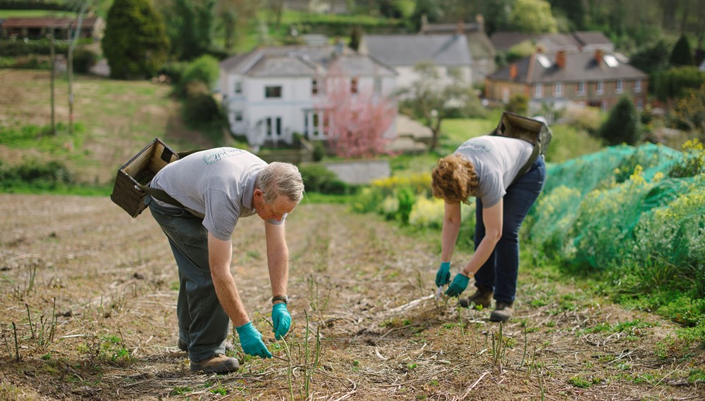 Chip and Anita at work tending to organic asparagus